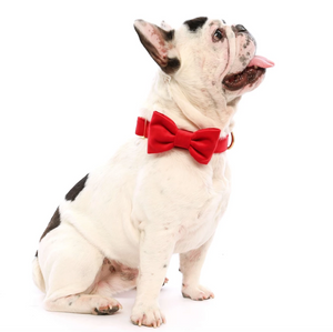 Cranberry Velvet Dog Bow Tie