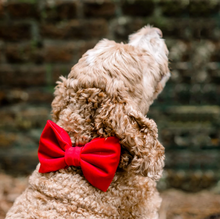 Load image into Gallery viewer, Cranberry Velvet Dog Bow Tie