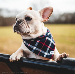 Oxford Plaid Flannel Dog Bandana